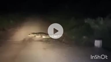 सिरोंज: ग्राम पंचायत गोपालनगर में पुलिया पर दिखा मगरमच्छ, वीडियो हुआ वायरल