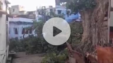 करौली: पुरानी नगरपालिका बारी पाडा के पास बरगद का पेड़ रात के समय गिरने से बड़ा हादसा टला, आवागमन हुआ बाधित