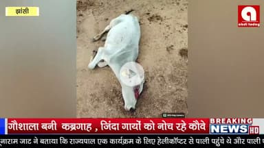 गौशाला बनी  कब्रगाह , जिंदा गायों को नोच रहे कौवे