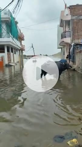 प्रयागराज में फिर से बड़ा गंगा जमुना का जलस्तर इलाकों में घुसा पानी #prayagrajnews #floodinprayagraj