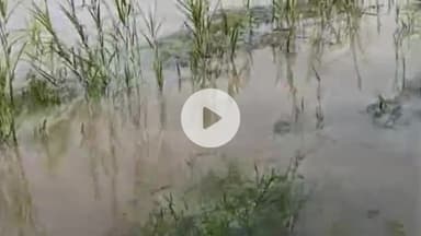 मुज़फ्फरनगर: सोलानी नदी का बाँध टूटा, अलमावाला में तबाही का मंजर, हज़ारों बीघा फसल डूबी, किसानों ने डीएम से लगाई गुहार