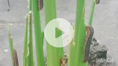 बारां: बारिश के बाद फसलों में किट और रोगों का प्रकोप बढ़ा