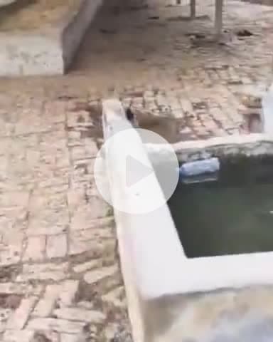 बिल्हौर: ककवन के जमालपुर गौशाला में मवेशियों की दुर्दशा का वीडियो आया सामने