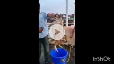 सासाराम: सासाराम में 8 किलो के उल्लू का रेस्क्यू वन विभाग के पदाधिकारी ने किया