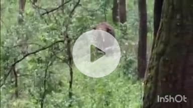 पुष्पराजगढ़: गुट्टीपारा के जंगल में हाथी ने डाला डेरा