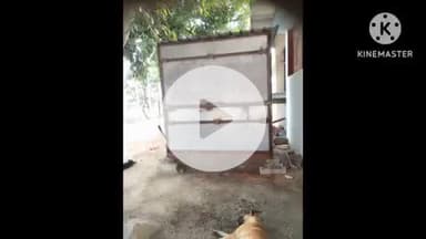 खुरई: सुमरेरी तिराहे पर दुकान में ताला तोड़कर चोरी, चोर गैस सिलेंडर व ₹1000 सहित दुकान का सामान ले गए