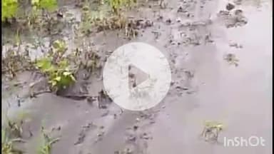 समुद्रपूर: गिरड परिसरात ढगफुटी सदृश्य पाऊस : शेतपिकांचे मोठ्या प्रमाणावर नुकसान, नदी-नाले तुडुंब, काही घरांची भिंत कोसळली