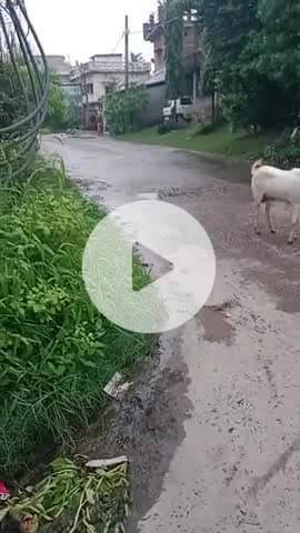 pasara damru chauk ka Pani fenka jata Hai road pa kya yah log Sahi kar raha hai