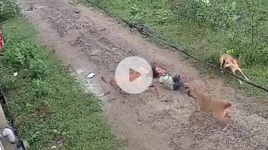 मथुरा: नगर निगम के वार्ड नंबर 21 में आवारा कुत्तों ने 7 वर्ष के बच्चे पर किया हमला, नगर निगम के दावों की खुली पोल