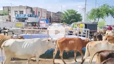 सिंगरौली: सिंगरौली जिले के ग्रामीण इलाकों में बीमारियों से ग्रसित हो रहे पशु, ज़िम्मेदार बेखबर