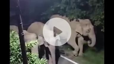 हरिद्वार: बिल्केश्वर कॉलोनी में पहुंचा जंगली हाथियों का झुंड, रात के अंधेरे में काफी देर तक खड़े रहे हाथी, वीडियो हुआ वायरल