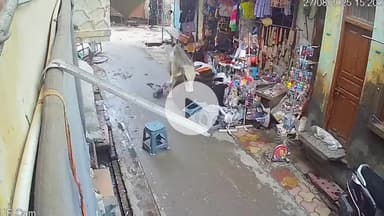 मथुरा: वृंदावन में आवारा दो सांड़ लड़ते हुए एक दुकान में घुसे, बाल-बाल बचा पुलिसकर्मी