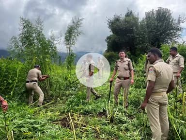 घाट: नंदानगर पुलिस ने नशे की खेती पर चलाया बुलडोज़र, भिरतोली और पठेली तोक में भांग की फसल हुई नष्ट