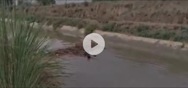 गभाना: पिसावा के बालनपुर के समीप नहर में मिला अज्ञात महिला का शव