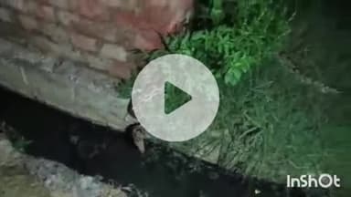 औरैया: मोहल्ला गायत्री नगर में निकला 8 फीट का अजगर, वन विभाग ने अजगर को पकड़कर जंगल में छोड़ा