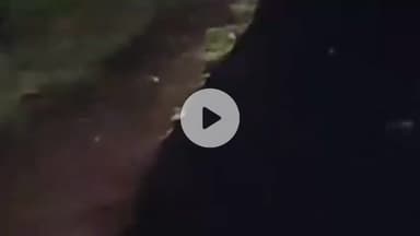 सीतामऊ: नाटाराम और सूर्या खेड़ा के बीच राहगीरों को दिखा तेंदुआ, वीडियो वायरल, वन विभाग जांच में जुटा