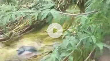 राजसमंद: राजसमंद में बनास नदी में बहे दम्पति में से पत्नी का शव 24 घंटे बाद मिला