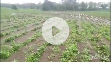 हिंगणघाट: ताडगाव येथे अतिवृष्टीने झालेल्या शेत पिकांच्या  नुकसानीची तातडीने भरपाई द्या:माजी सरपंच विनायक श्रीरामे