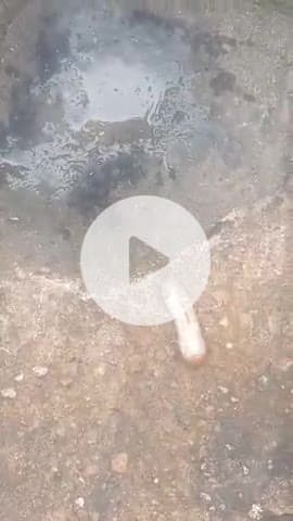 तारानगर में कुछ खेतों में ओजो कीड़े सामने आए और किंडो ने मूंगो की जंडो को नीचे से कट कर दिया है और मूंगों कि फसल खराब