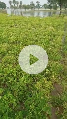 urmil dem ke bharaw se Mahtoul ke kisano ki dubchhera ke bahar ki jamen ki phasal dub chuki or prasasan anjan he