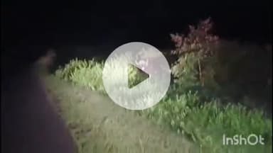 पुष्पराजगढ़: अमरकंटक में दिखा वन भैंसा