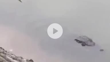 थानेसर: कुरुक्षेत्र: दबखेड़ी गांव के पास SYL नहर में दिखा 6 फीट का मगरमच्छ, लोगों में दहशत