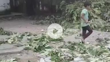 बरेली: शीशगढ़ थाना क्षेत्र के कंपोजिट विद्यालय में बिना अनुमति काटे जा रहे हैं हरे पेड़, पुलिस से की गई शिकायत