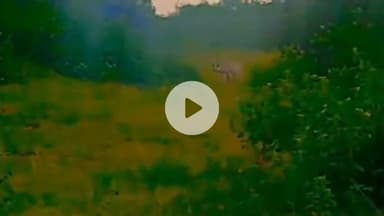 सीतामऊ: दम्माखेड़ी मगरे पर दिखा लकड़बग्घा, लोगों में डर, बकरा-बकरी का कर रहा शिकार