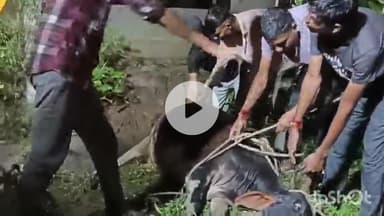 धरमपुरी: सांदीपनि स्कूल के बाहर नाले में गिरी गौमाता, राम सेना के युवाओं ने बारिश में जान बचाई