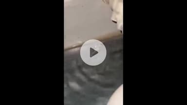 झांसी: मेजर ध्यानचंद स्टेडियम के पास रखे वाटरकूलर में निकली छिपकली, वीडियो हुआ वायरल