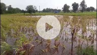 पीपलदा: आसमानी आफत से इटावा क्षेत्र में किसानों की फसलें बर्बाद, सोयाबीन, उड़द और धान की फसलें नष्ट