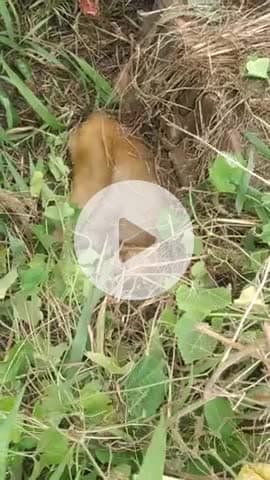 pushar Bagpat mein 11hjari bijali ki line se Bandar ki maut#kpsingh#pusariya#new khabar