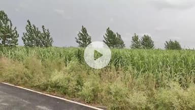 नौगावां सादात: नौगांवा तहसील क्षेत्र में तेंदुए की दहशत बरकरार, भाकियू लोक शक्ति के राष्ट्रीय सचिव ने दी जानकारी