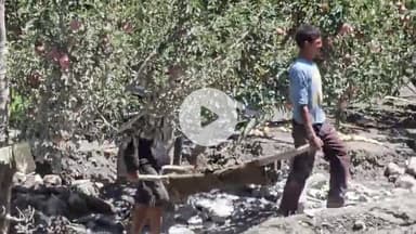 मोरंग: किन्नौर के लिप्पा गाँव में शुक्रवार को आई बाढ़ से सेब बगीचों में घुसा मलवा, लोग मलवे को निकाल रहे हैं बाहर