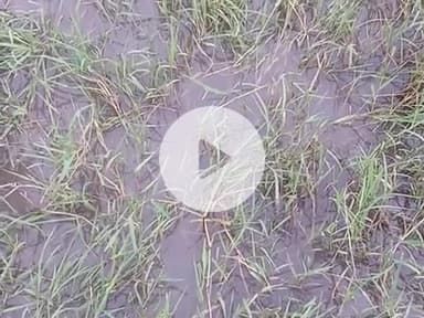 मध्य विद्यालय बसडिहा  का  मामला  है जो इस जमीन  का NOC पिरो के अंचलाधिकारी माननीय  लखेंदर कुमार जी नही दे रहे है