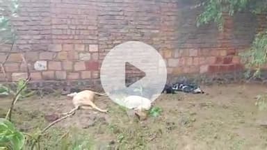 सिवाना उपखण्ड के @मोतीसरा में आकाशीय बिजली गिरने से 6 मवेशियों की मौत