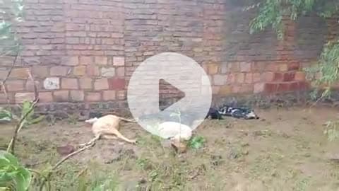 सिवाना उपखण्ड के @मोतीसरा में आकाशीय बिजली गिरने से 6 मवेशियों की मौत