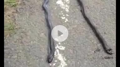 झांसी: सिमरा गांव में खेत में चारा काटते समय महिला को नाग-नागिन ने डसा, ग्रामीणों ने दोनों सांपों को घेरकर मारा