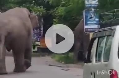 हरिद्वार: जगजीतपुर में फुटबॉल ग्राउंड के पास पहुंचा जंगली हाथियों का झुंड, वीडियो हुआ वायरल