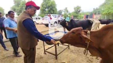 जौनपुर: जिलाधिकारी ने गोशाला का निरीक्षण किया, गोवंशों को प्रचुर मात्रा में नैपियर घास देने के दिए निर्देश