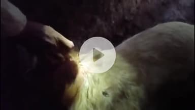 अक्कलकुवा: अक्कलकुवा शहरालगत असलेल्या शेत शिवारात बिबट्याच्या मुक्त संचार शेळीला केले फस्त; वन विभागाने उपाययोजना करण्याची मागणी