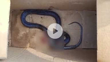 झालरापाटन: झालावाड़ जिले के भरतपुर गांव में खेत में कार्य करते समय बुजुर्ग महिला किसान को सांप ने डसा, जिला अस्पताल में भर्ती