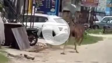 हरिद्वार: शिवालिक नगर में दिनदहाड़े आबादी में भटकता दिखाई दिया बारहसिंगा, वीडियो सोशल मीडिया पर हुआ वायरल