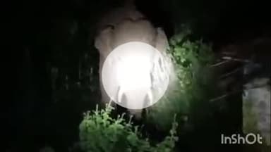 पुष्पराजगढ़: तुलरा से अहिरगवां रेंज के जंगल में पहुंचा हाथी