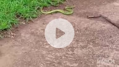 पुष्पराजगढ़: अमरकंटक में दुर्लभ सांप ने युवक को काटा