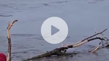 हरिद्वार: चेतावनी स्तर पर बह रही गंगा नदी, प्रशासन के अलर्ट के बावजूद लोग बैरागी कैंप में लकड़ियां पकड़ने में डाल रहे जान जोखिम में