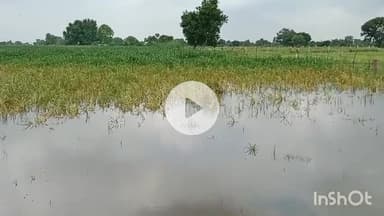 धौलपुर: बारिश और बाढ़ से खरीफ की फसल हुई चौपट, जिले में करीब 50 फीसदी से अधिक फसल हुई नष्ट