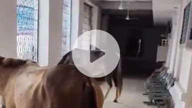 झांसी: रेलवे हॉस्पिटल में घुसे घोड़े का वीडियो हुआ वायरल