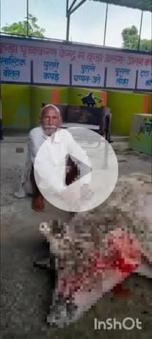 जानसठ: भोपा के गाँव वजीराबाद में आकाशीय बिजली गिरने से पालतू मादा सूअर की मौत, परिवार का रो-रो कर बुरा हाल