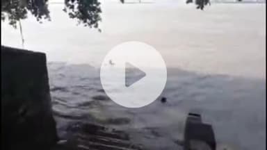 सिराथू: संदीपन गंगा घाट पर ऊंचे पेड़ पर चढ़कर गंगा में छलाँग लगा रहे छोटे बच्चे, जलस्तर बढ़ने से हो सकता है बड़ा हादसा